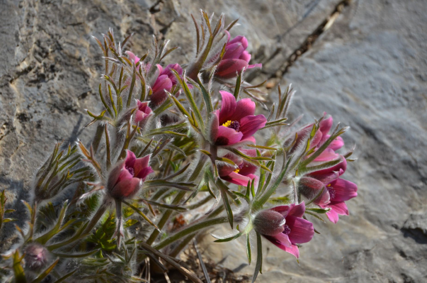1. DSC_4037.JPG