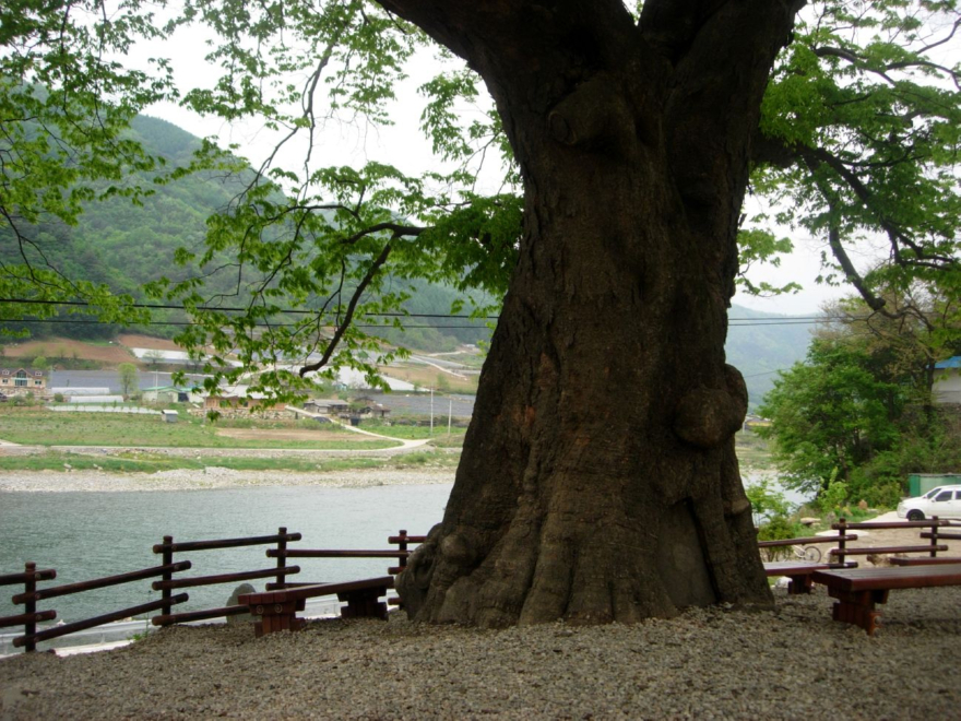 14. ‘동강 12경’중 제1경 ‘가수리 느티나무와 마을풍경’. 마을과 동강을 지키는 거대한 느티나무DSCN7550.JPG