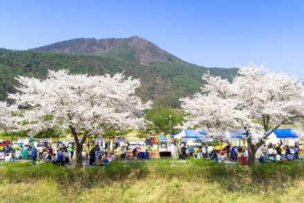 “벚꽃축제 속 일자리 기회”…정선여성새일센터, 창업·취업 지원 나서