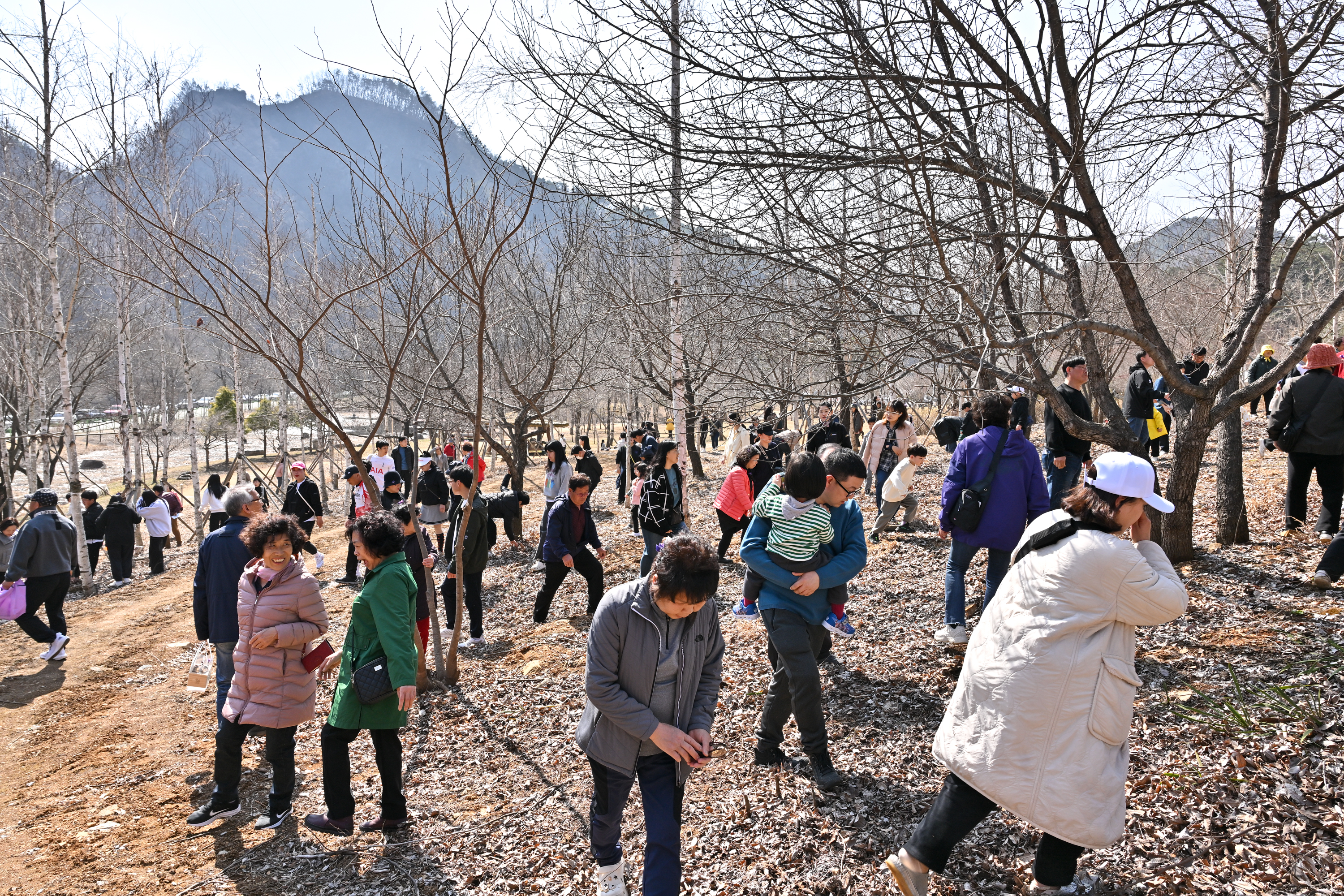 ‘봄 향기 가득한 3일간의 여정’ 2025 동강할미꽃 축제 개최